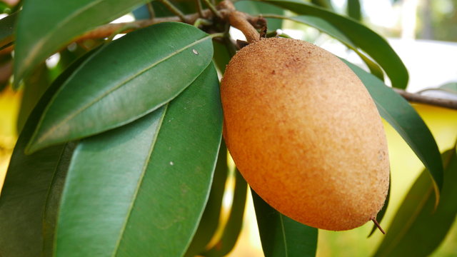 Chikku Sapota Sapodila