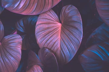 Deurstickers Lavendel Close-up tropische natuur groene blad caladium textuur achtergrond.