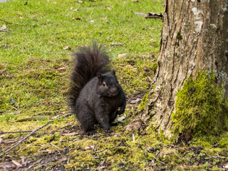 cute little brown squirrel with big fluffy tail sitting beside moss covered tree  with one arm up in the park looking at you