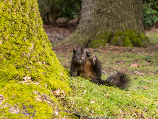 close up of one cute brown squirrel sitting on grass beside a green moss covered tree trunk and scratching its neck with its foot