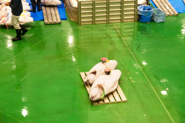 豊洲市場　マグロ