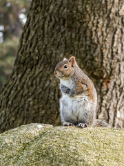 close up of one cute brown squirrel sitting on top of a rock in front of thick tree trunk in the park looking around