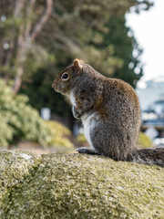 side portrait of a cute little brown squirrel sitting on the rock in the park