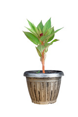Obraz premium Red cockscomb or hornbill flower seedlings in pot isolated on white background with clipping path.