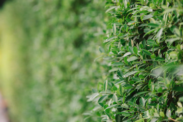 close up leaf blur background