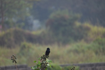 A black drongo takes rest. 