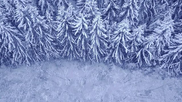 Camera flight above the top of snow covered pine-trees and deciduous trees in beautiful blue winter forest with no people aerial view video in 4K shot on UHD camera