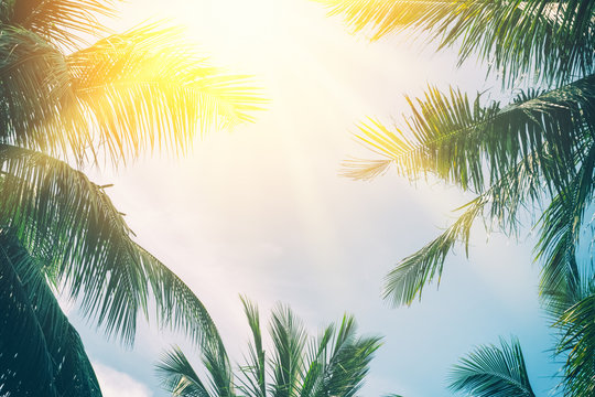 Copy space of tropical palm tree with sun light on sky background.