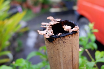 wooden mushrooms on bamboo