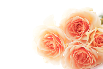 Fototapeta na wymiar floral background of orange roses
