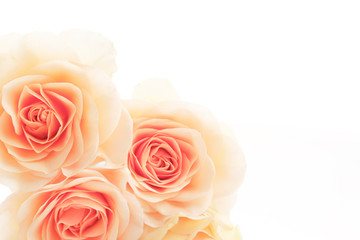 Obraz premium floral background of orange roses