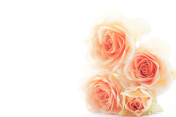 floral background of orange roses