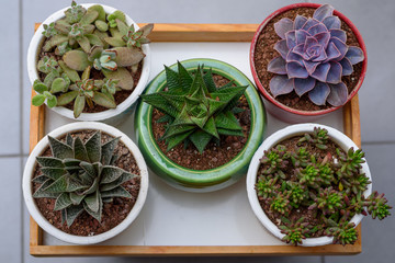 A group of cactus succulent plants in flower pots.Top view.