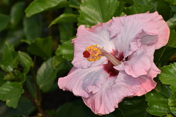 Beautiful pink colour hibiscus in garden