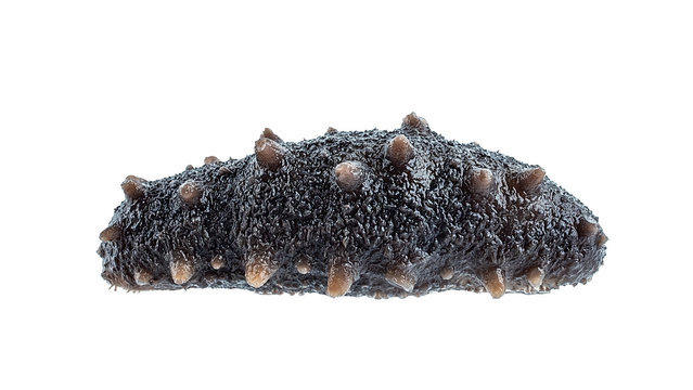 Wet sea cucumber
