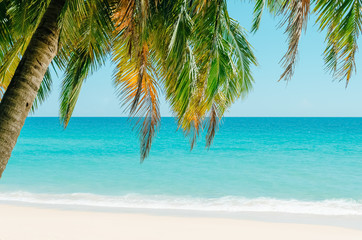 Plakat Tropical palm tree on beach background.