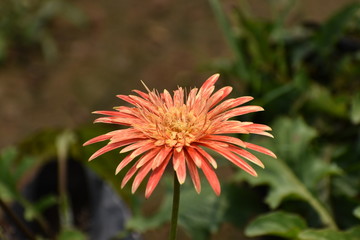 Beautiful faded orange colour hawk-weed in the garden