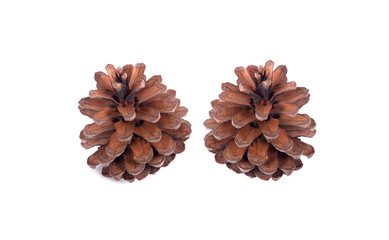 pine cone isolated on white background