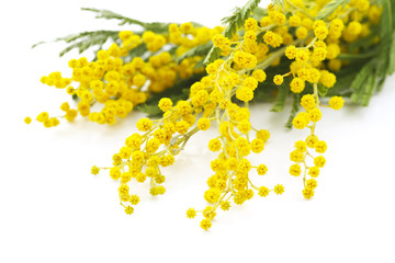 yellow flowers of mimosa on a white background