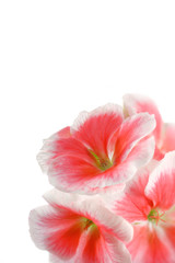 Obraz na płótnie Canvas floral background of pink geranium