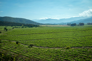 vineyard in Chile with landscape of vineyard and blue sky for wine background