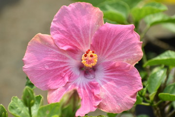 Beautiful pink colour hibiscus