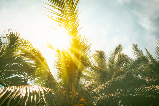 Copy space of tropical palm tree with sun light on sky background.