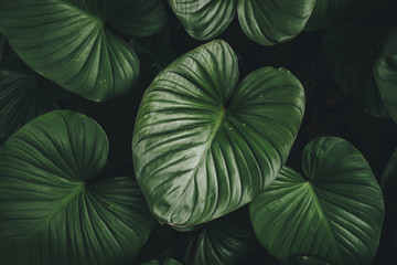 Close up tropical nature green leaf caladium texture background.