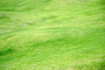 Obraz na płótnie Canvas Fresh green grass in the garden