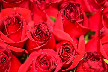 Beautiful, Bright Red Roses, Valentine's Day Valentine's Flower Delivery Concept
