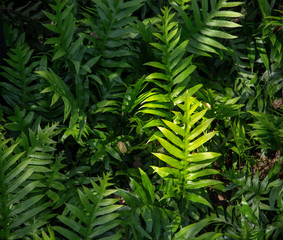 Fototapeta na wymiar Close up of green leaf