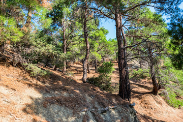 Mountain  forest