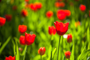 Fototapeta na wymiar Colorful tulip flora blooming in the park
