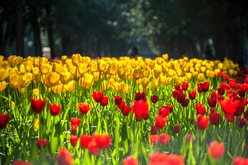 Colorful tulip flora blooming in the park