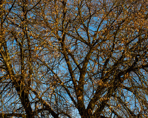 Fototapeta premium Autum Tree