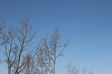 澄んだ青空と冬木