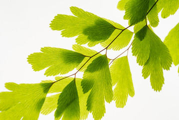 Green leaves on branch isolated on white