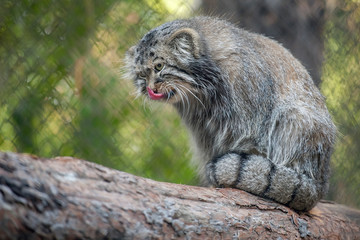Fototapeta na wymiar Pallas's cat (Otocolobus manul). Manul is living in the grasslands and montane steppes of Central Asia. Portrait of cute furry adult manul is sitting on the branches of a tree