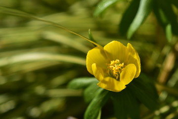 gelbe sumpfdotterblumen in der frühlingssonne