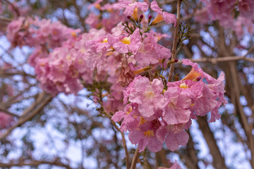 Pink Pantip Flower Kamphaeng Saen Nakhon Pathom Sakura Thailand