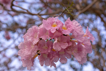 Pink Pantip Flower Kamphaeng Saen Nakhon Pathom Sakura Thailand