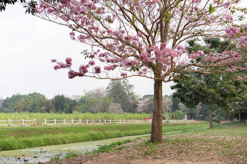 Pink Pantip Flower Kamphaeng Saen Nakhon Pathom Sakura Thailand