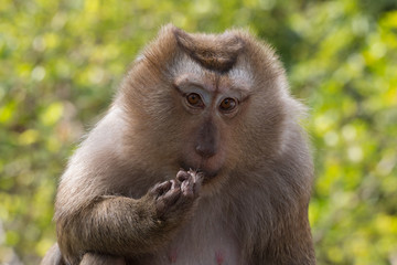 Portrait of a monkey