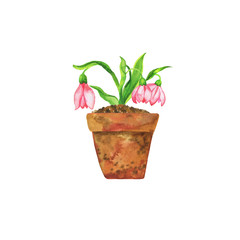 Pink spring flowers in brown clay pot isolated on white background. Hand drawn watercolor illustration.