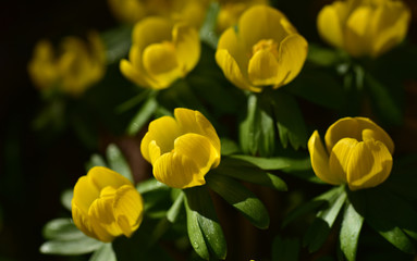 Obraz premium gelbe sumpfdotterblumen in der frühlingssonne