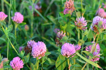 клевер красный 1