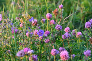 клевер красный