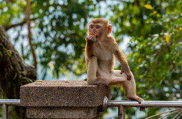 Little cute monkey young eats fruit and lives the wild life