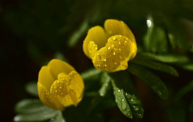 nahaufnahme einer sumpfdotterblume mit tautropfen im frühling