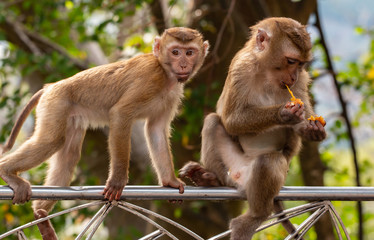 Little  cute monkey young eats fruit and lives the wild life